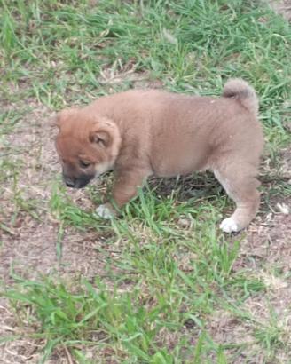 Shiba inu