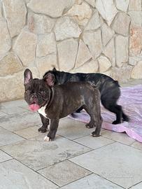 Ultima cucciola di bulldog francese disponibile