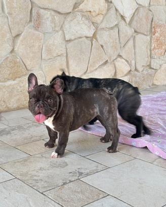Ultima cucciola di bulldog francese disponibile
