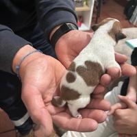 Splendidi cuccioli dì jack Russell,