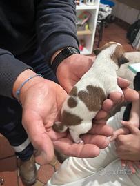 Splendidi cuccioli dì jack Russell,