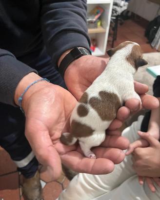 Splendidi cuccioli dì jack Russell,