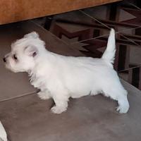 West higland white terrier