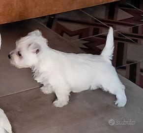 West higland white terrier