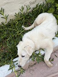 Cucciola Golden Inglese