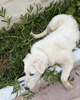 Cucciola Golden Inglese