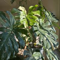 Pianta monstera thai constellation