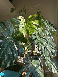Pianta monstera thai constellation