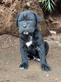 Cuccioli cane corso