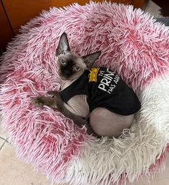 Cucciolo di Sphynx