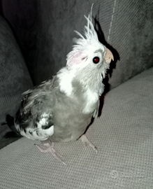 Calopsite svezzato e allevato