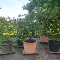 piante di LIMONI