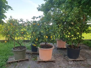 piante di LIMONI
