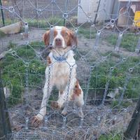 Breton di 2 anni
