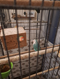 Pappagallini inseparabili