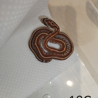Serpente del grano