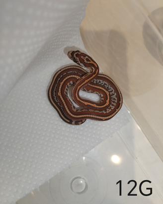 Serpente del grano
