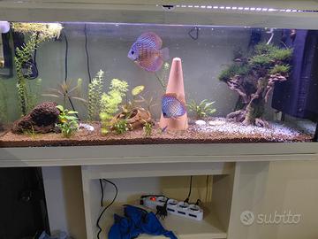 Coppia di discus con acquario