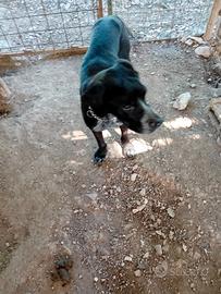 Cucciolo di Bracco Poenter