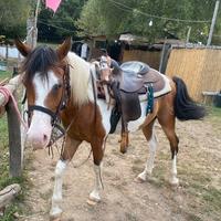 Cavallo quarab di 5 anni