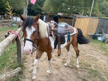 Cavallo quarab di 5 anni