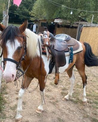 Cavallo quarab di 6 anni