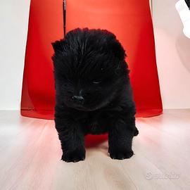 Chow Chow pedigree ENCI