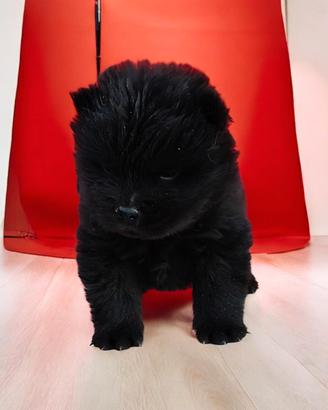 Chow Chow pedigree ENCI