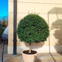 bonsai da giardino 