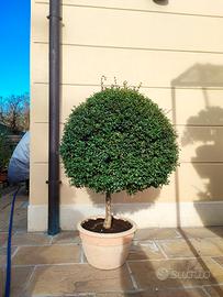 bonsai da giardino 