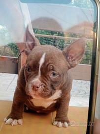 American bully