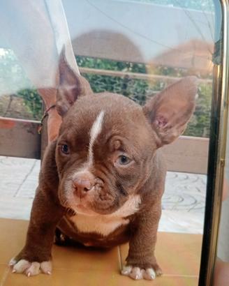 American bully