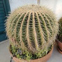 Cuscini della Suocera 