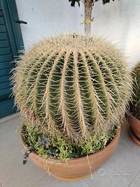 Cuscini della Suocera 