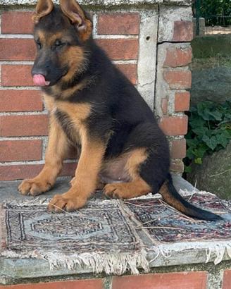 Pastore tedesco pelo corto