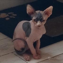 Gatto razza Sfinks