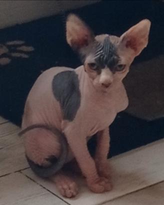 Gatto razza Sfinks