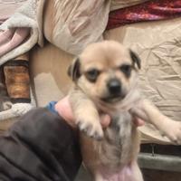 Cucciolo di chihuahua