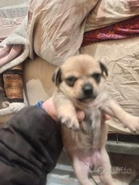 Cucciolo di chihuahua