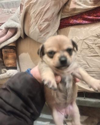 Cucciolo di chihuahua