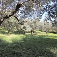 TER. AGRICOLO A SALISANO