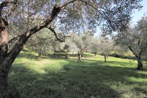 TER. AGRICOLO A SALISANO