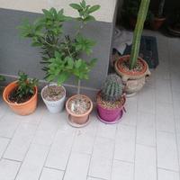 piante,cycas ,mammilarie ,tropicali ,haworthie ,po