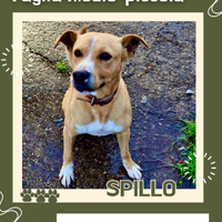 Spillo: taglia medio piccola sveglio e attivo