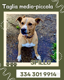 Spillo: taglia medio piccola sveglio e attivo