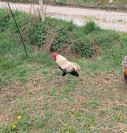 Pulcini Legbar cream e gallo Olive egger