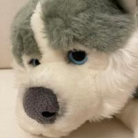 peluche cucciolo di Husky Siberiano come nuovo 