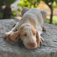 Cuccioli di bracco italiano