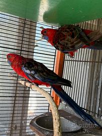 Parrocchetti Roselle di pennant