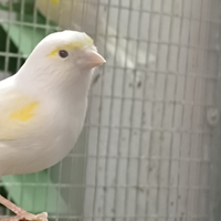 Mosaico giallo e razza spagnola